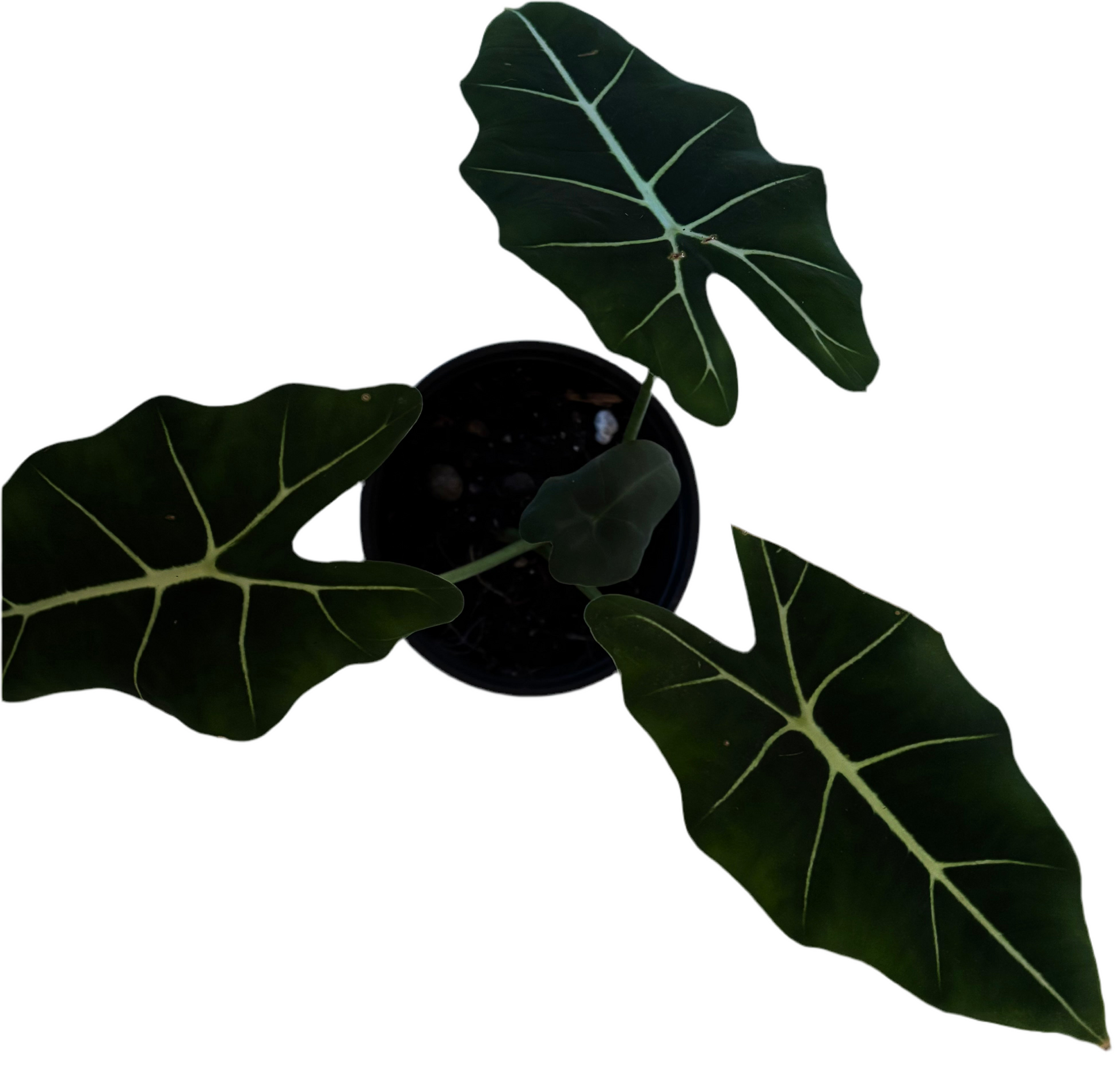 Alocasia Frydek