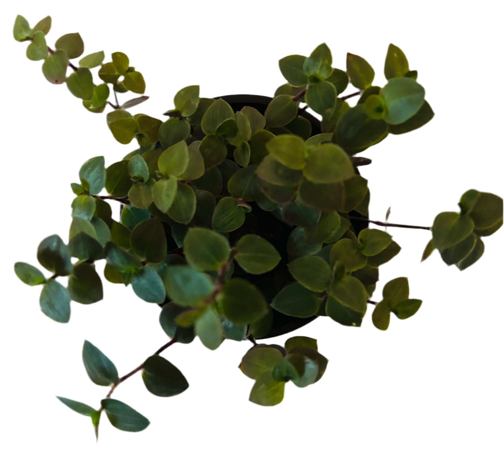 Callisia Repens