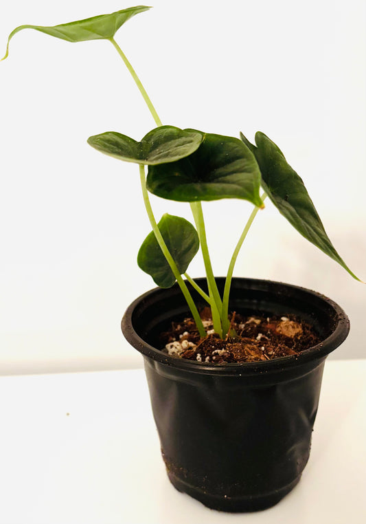 Alocasia dragon scale
