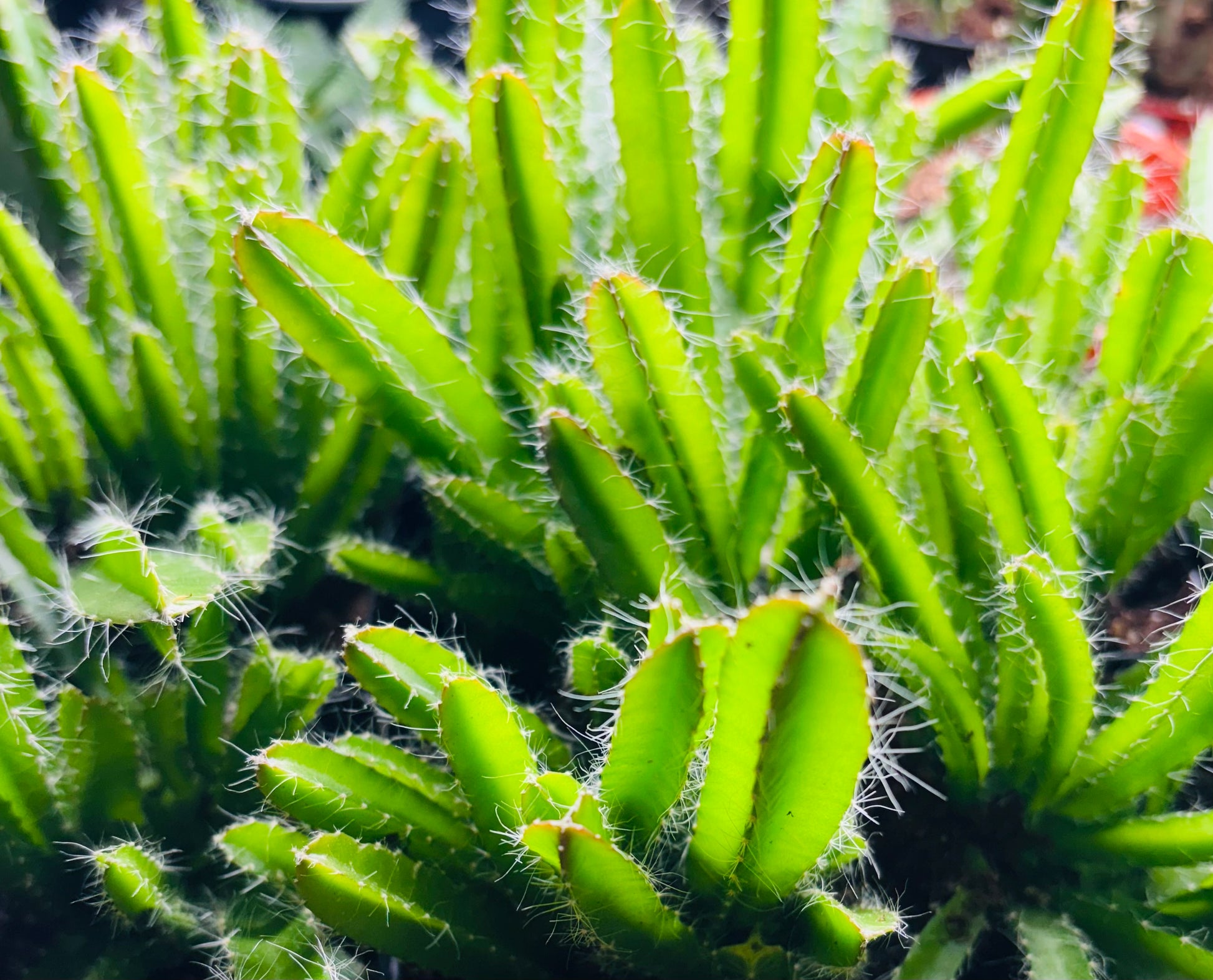 Fruit du dragon, Cactus