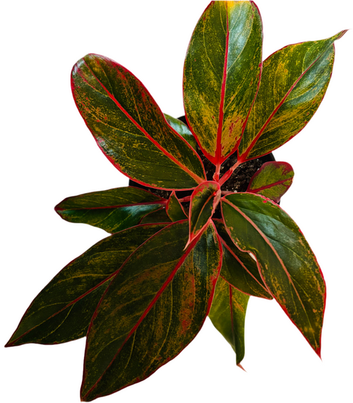 Aglaonema Red/ Chinese evergreen