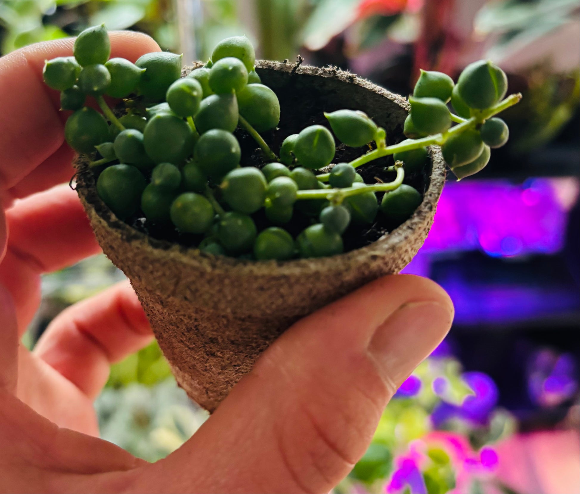 Senecio rowleyanus / chaîne de perles