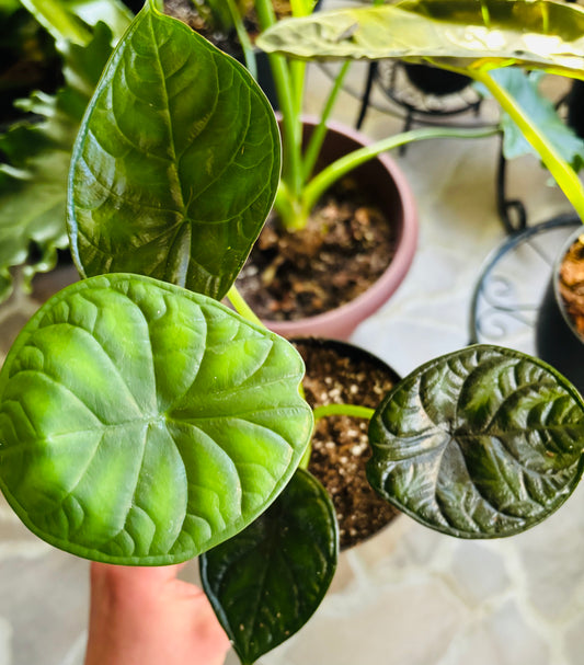 Alocasia aegis