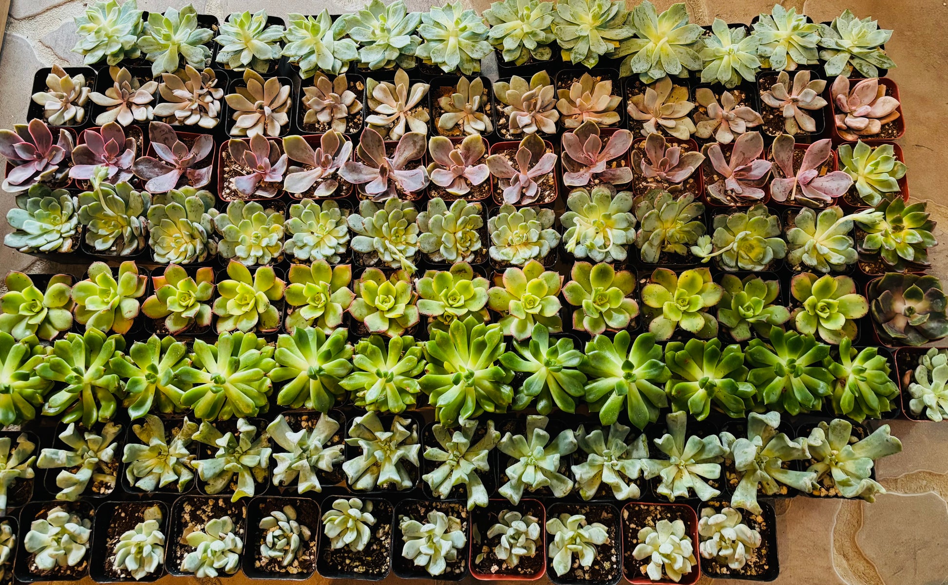 Succulentes Echeveria en lot