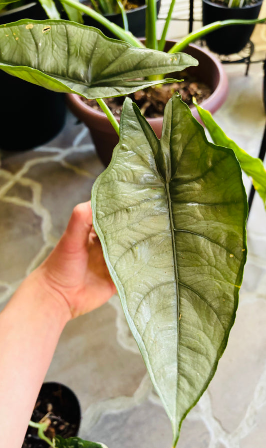 Alocasia Dragon breath