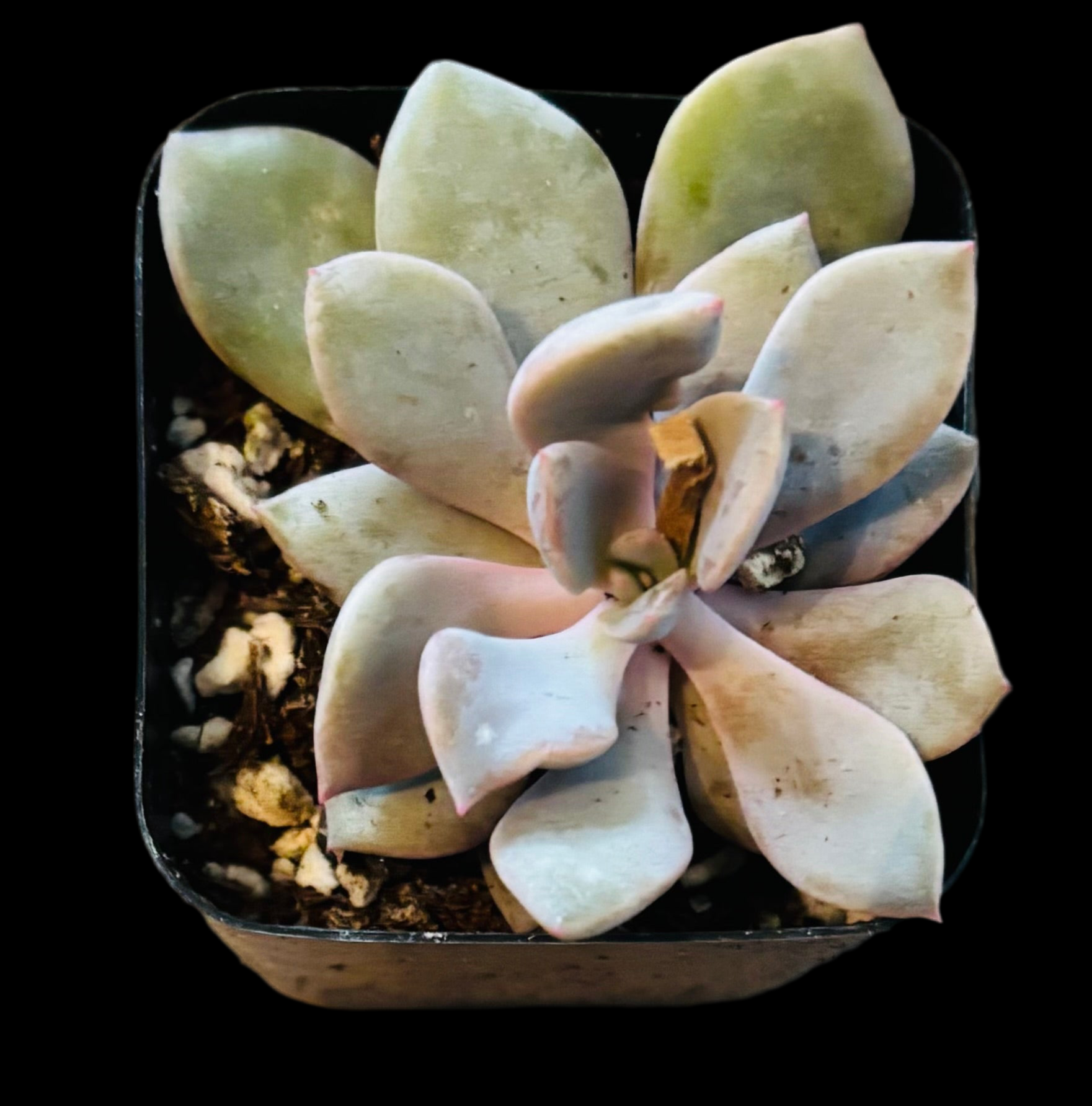 Echevria assortie