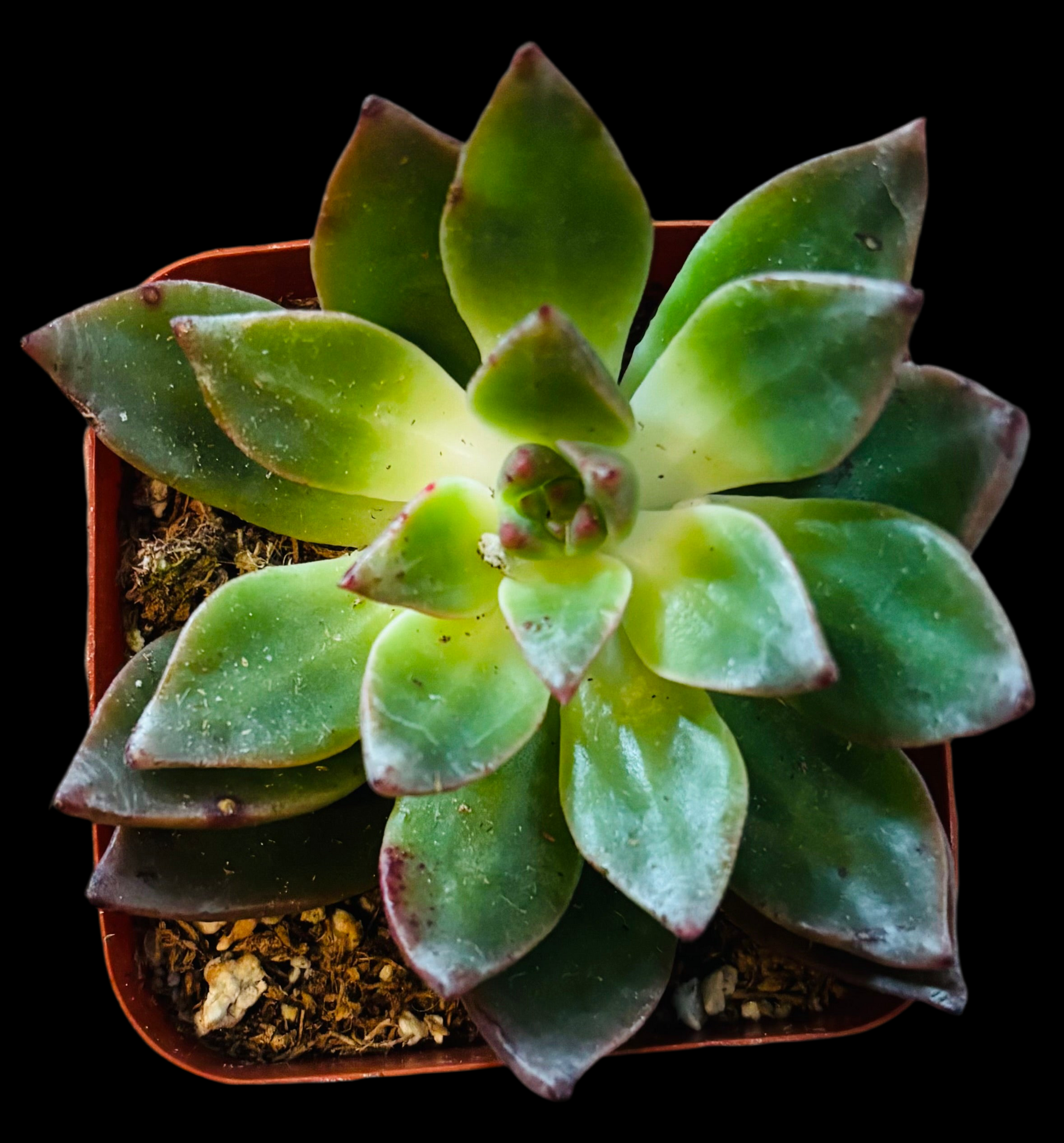 Echevria assortie