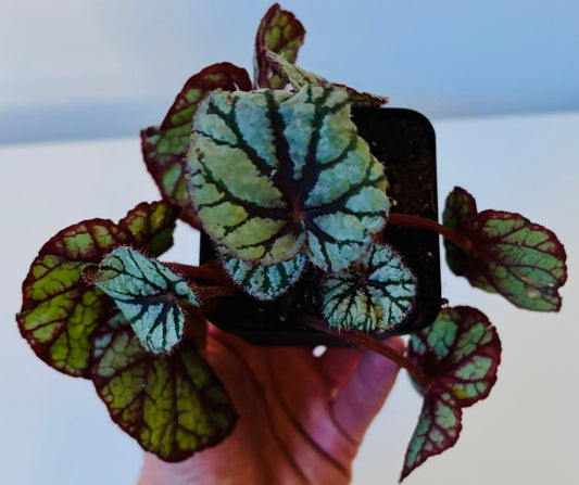 Begonia Rex