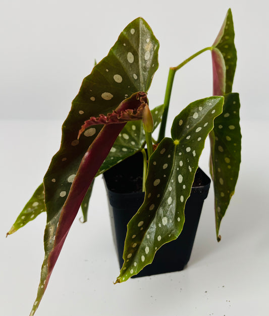 Begonia Maculata