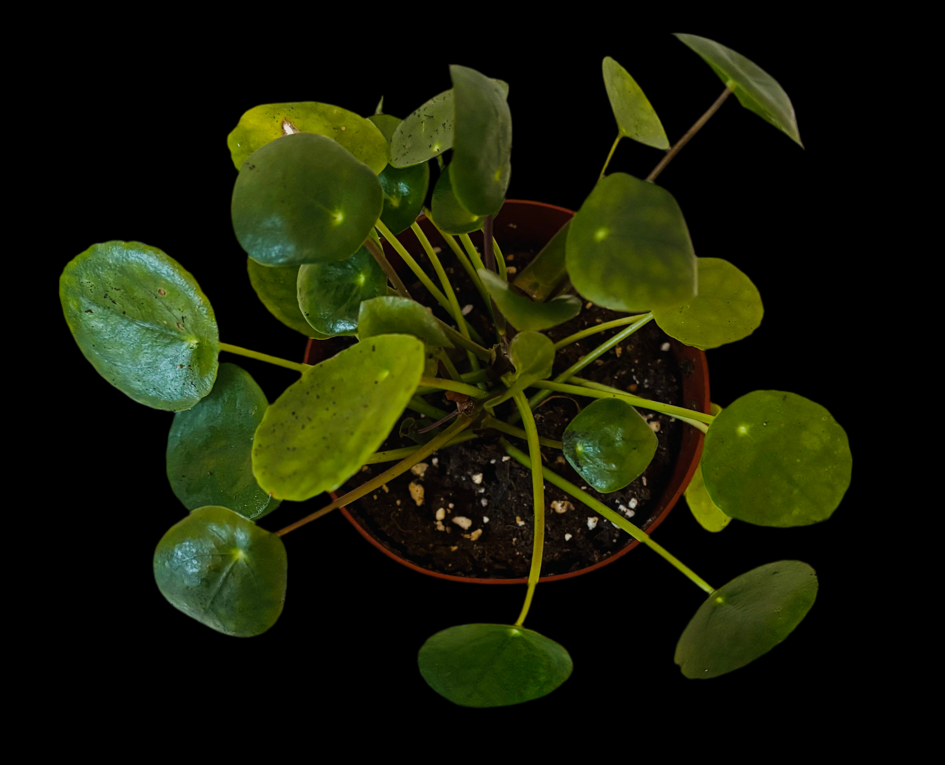 Pilea peperomioide