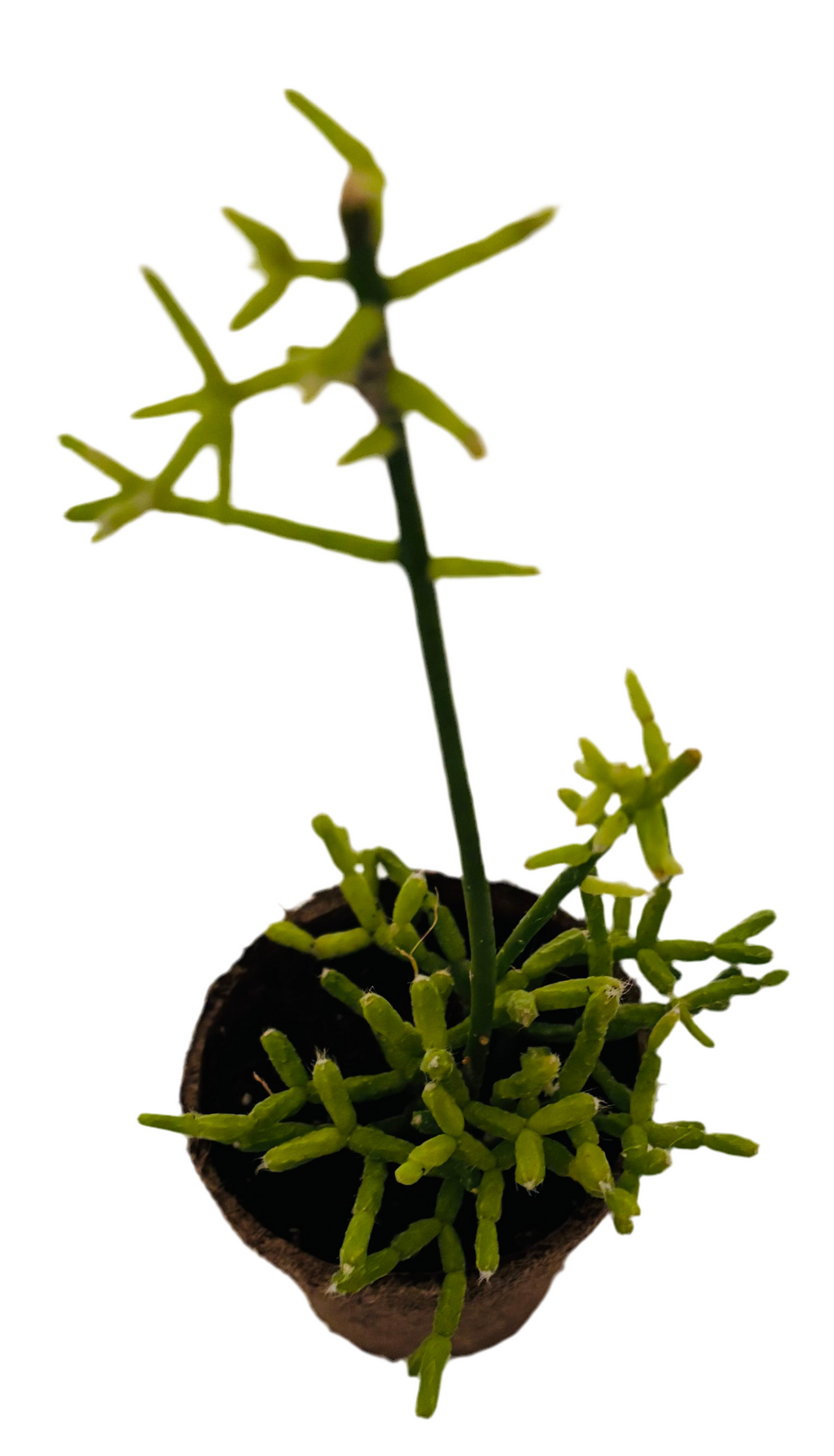 Cactus Corail / Rhipsalis Cereuscula