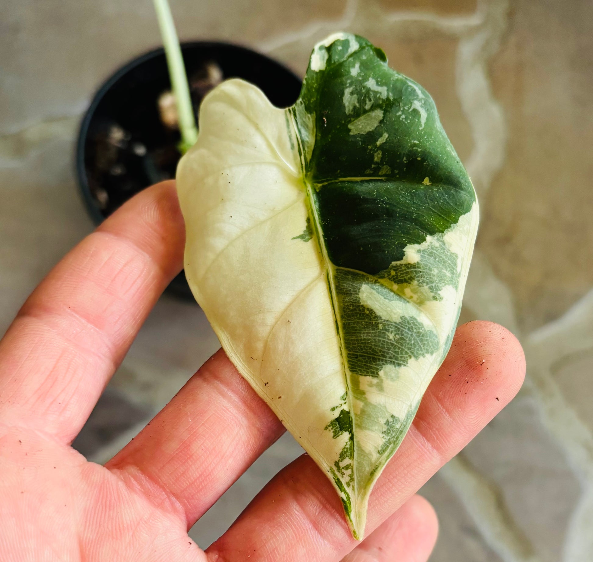 Alocasia Frydek Variegata