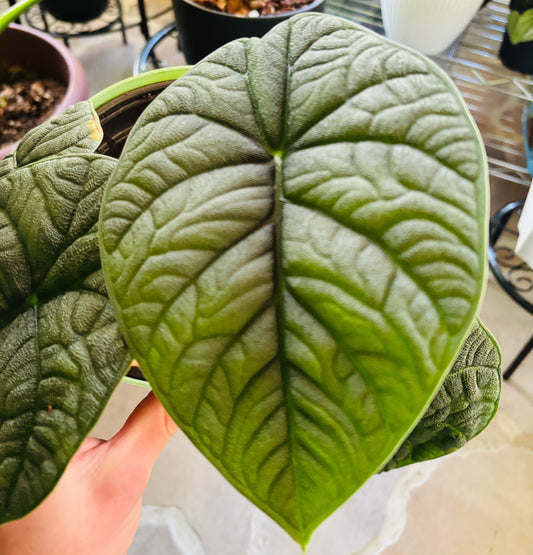 Alocasia melo