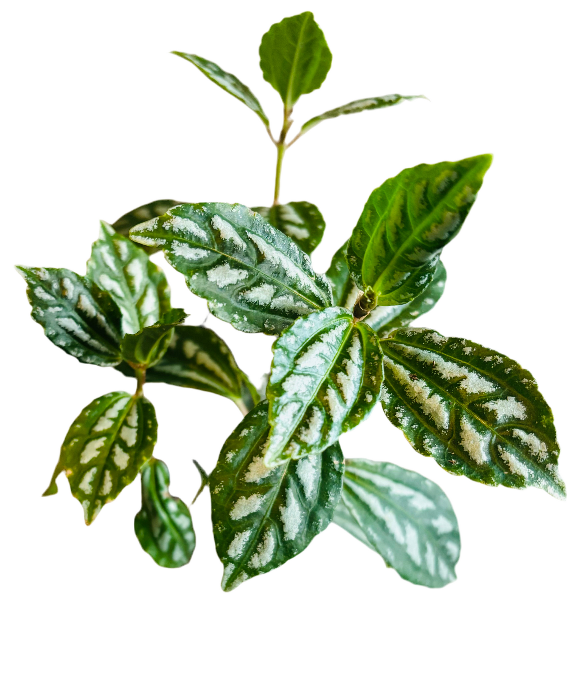 Pilea Cadierei