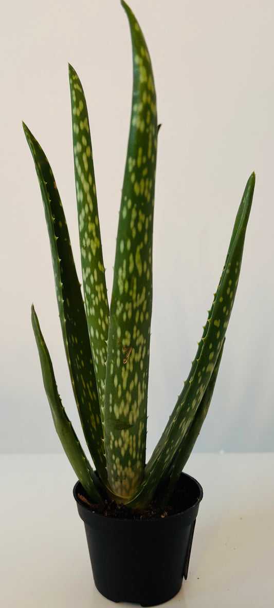 Aloes
