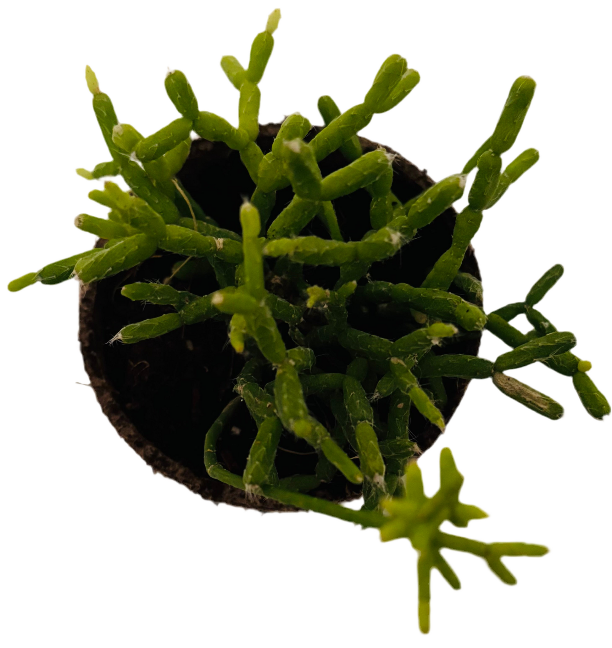 Cactus Corail / Rhipsalis Cereuscula