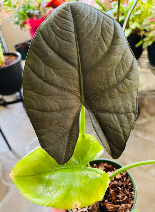 Alocasia reginea