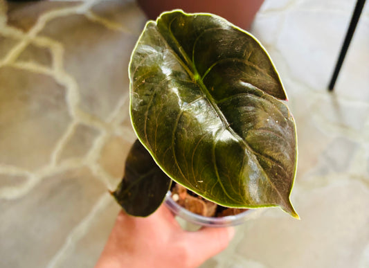 Alocasia Azlanii