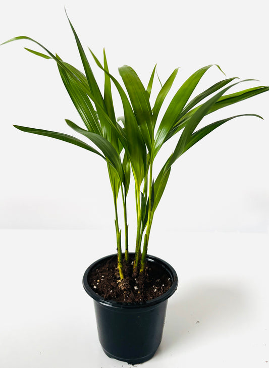 Areca Palm