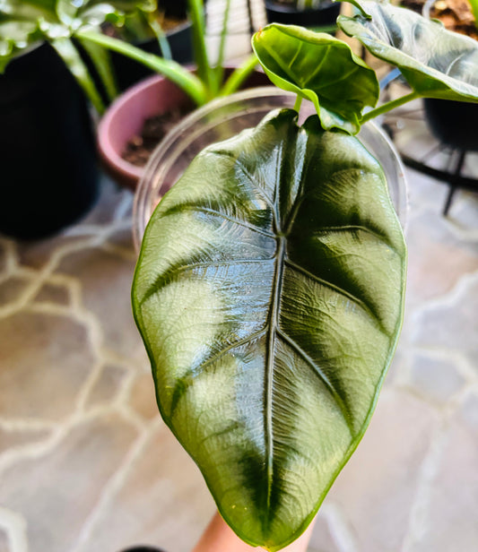 Alocasia reversa