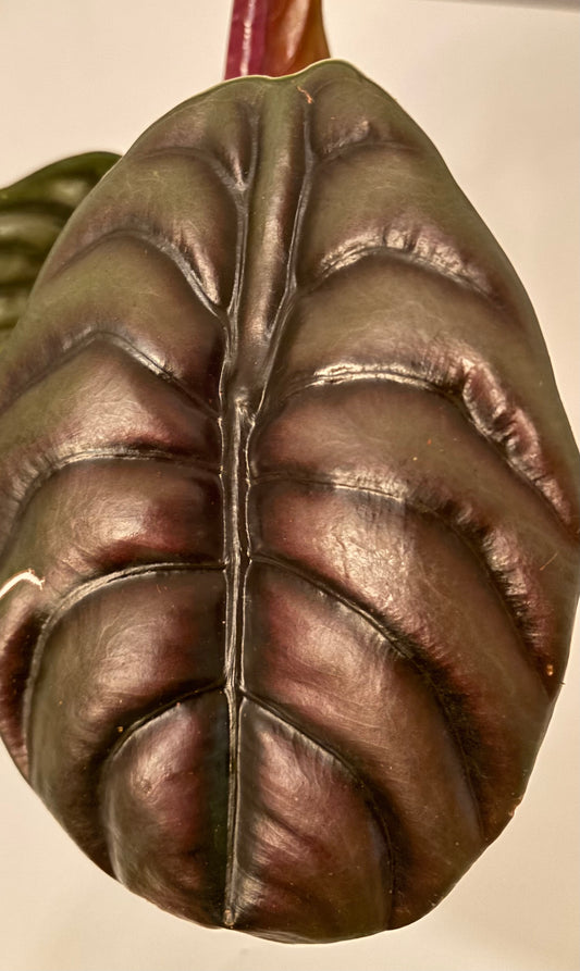 Alocasia cuprea