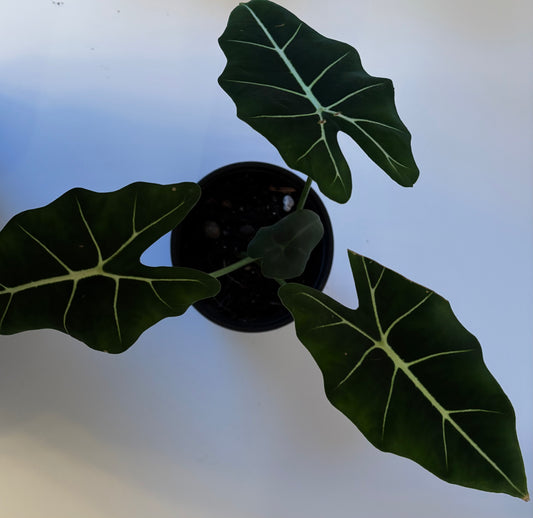 Alocasia Frydek