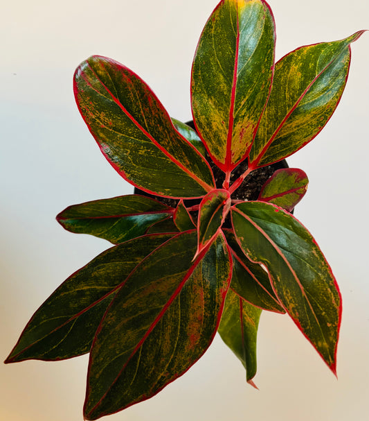Aglaonema Red/ Chinese evergreen